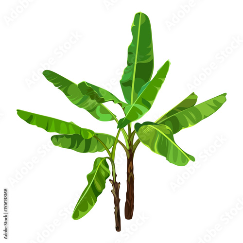 Green Banana Palm Trees isolated on a white background. Desert and tropical houseplants. 
