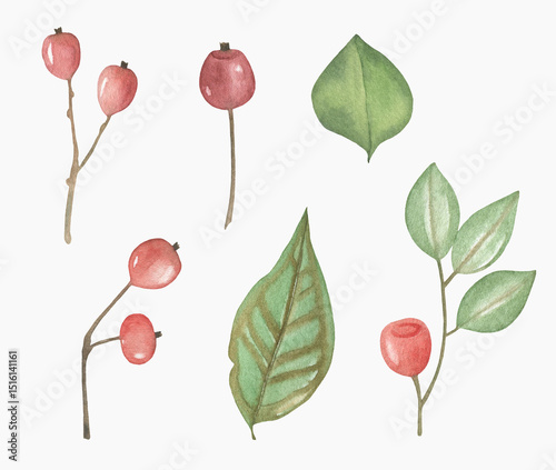 Watercolor Red berries and green Forest leaves isolated on a white background.