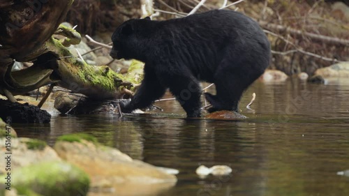 Black Bear walking between rocks in search for water source in British Columbia
