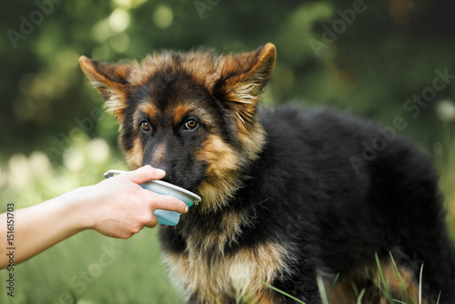 german shepherd puppy drinking from a portable bowl held by owner on a hot summer day