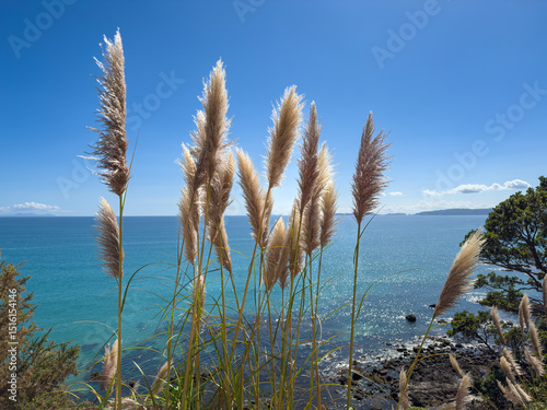 Pampas Grass on New Zealand coast at Matarangi Bluff. An invasive species considered a weed, often confused with native Toetoe. photo