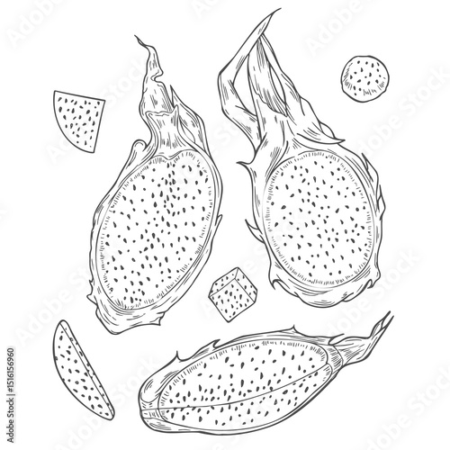 Tropical whole, half and slices pitahaya cactus hand drawn vector illustration painted by black inks. Aromatic dragon fruit etching drawing set for tropical decor, package design, coloring book.