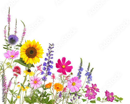Fototapeta Naklejka Na Ścianę i Meble -  Photography from colorful meadow and garden flowers in summer