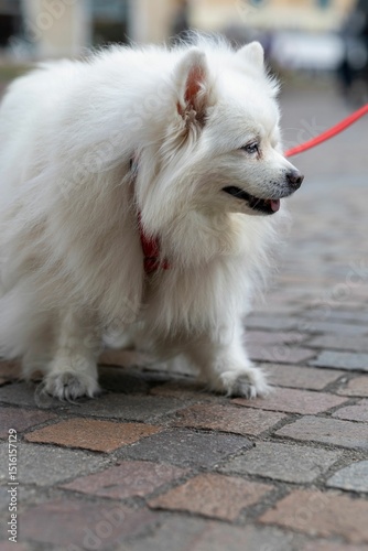 Fototapeta Naklejka Na Ścianę i Meble -  White Spitz on cobblestone street