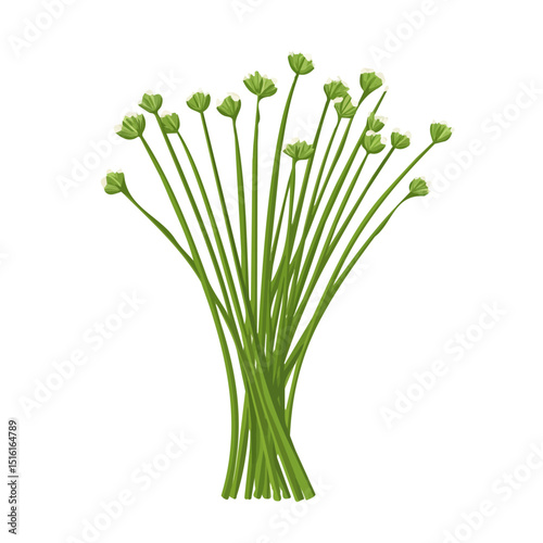 My Simple flat 2D icon, chives bunch isolated on a transparent background, vector, flat design, animation design, simple flat 2D icon, minimalist design, clipart. eps