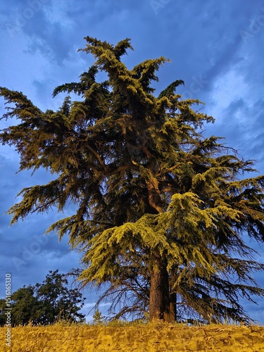 Tall cedar tree against dramatic evening sky