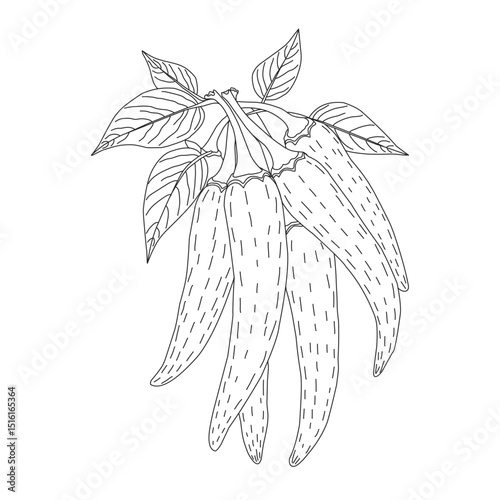 Minimalist line art hand draw of chili pepper