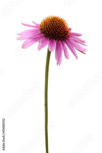 Vibrant Purple Coneflower Close-up of a Single Echinacea Blooming