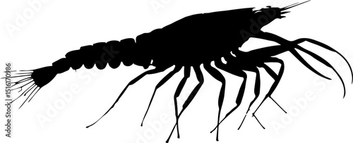 a crustacean that could be a crayfish