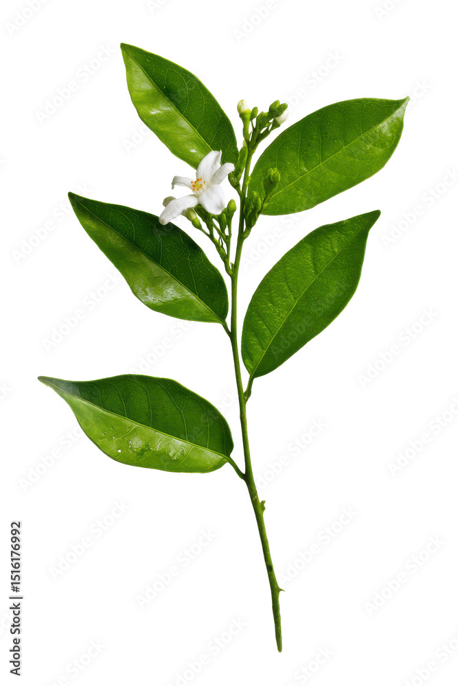 Obraz premium Lush Green Sprig with Delicate White Blossom Botanical Photography