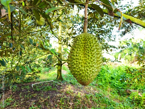 Fresh durian fruit hangs from a tree in the Mekong Delta, Vietnam. Durians are the king of fruits.