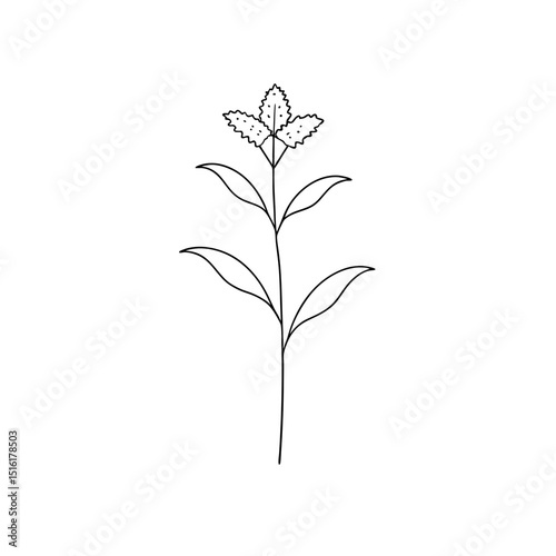 Vibrant Goldenrod Flower Wild Plant Nature Floral White Background Blossom