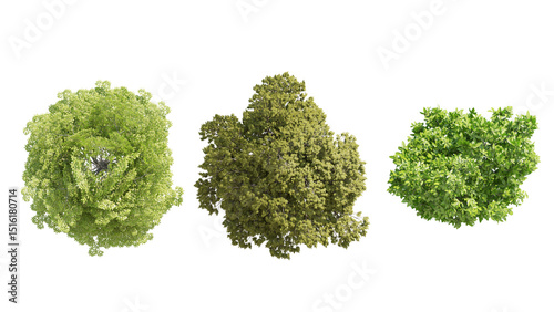 set of trees isolated on transparant background. 3d illustration