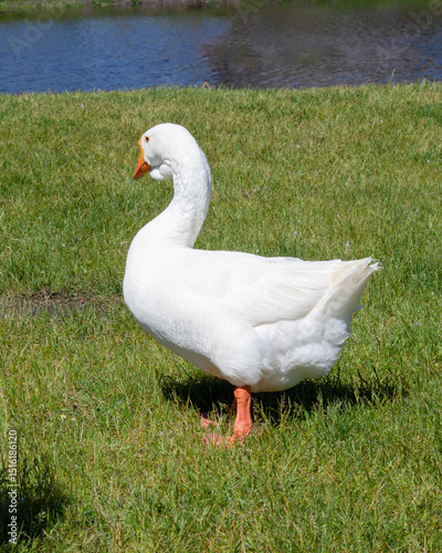 Close-up of a white goose on a green grassy field near a lake.