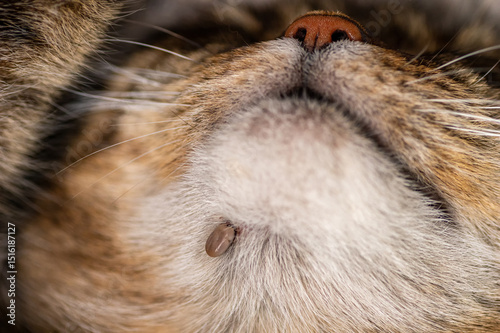 Detailed macro shot of a tick embedded in the fur of a cat.