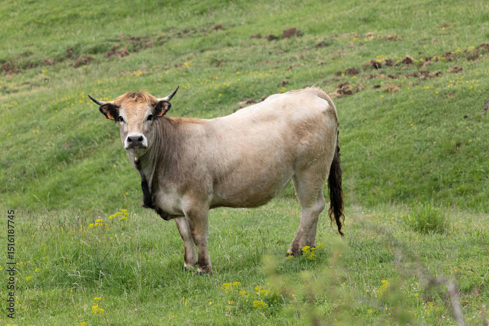 cow in the field cow in the field