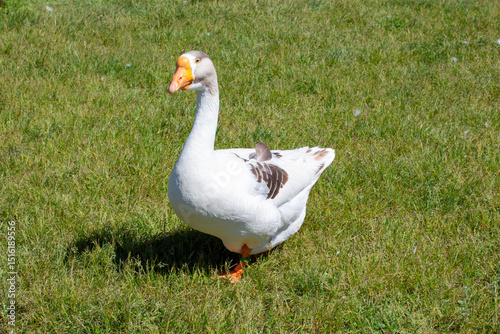 Close-up of a white goose on a green grassy field.
