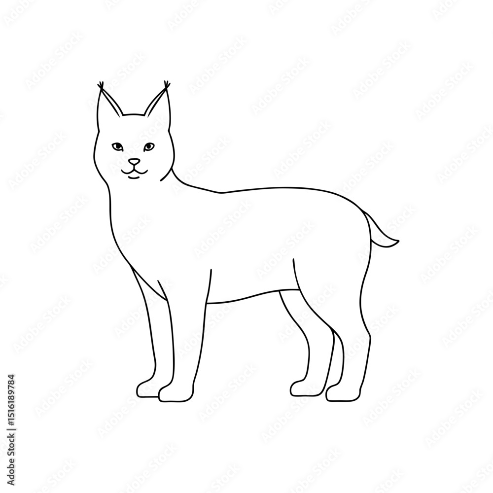 Obraz premium A Bobcat A North American Wild Cat Also Known As A Lynx On White