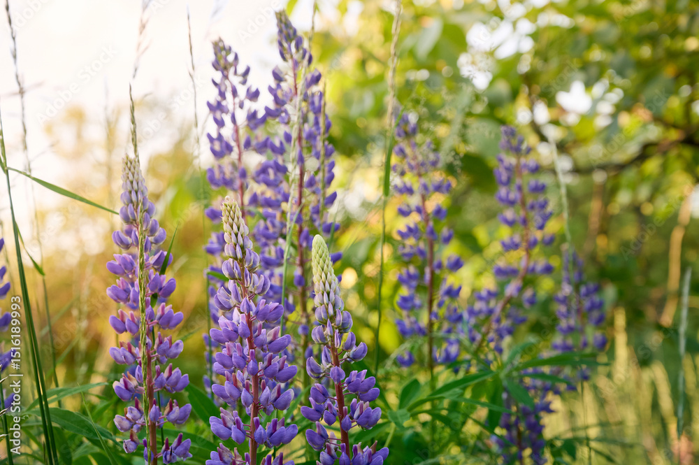 Obraz premium Purple lupin flowers blooms in the field in warm sunshine.