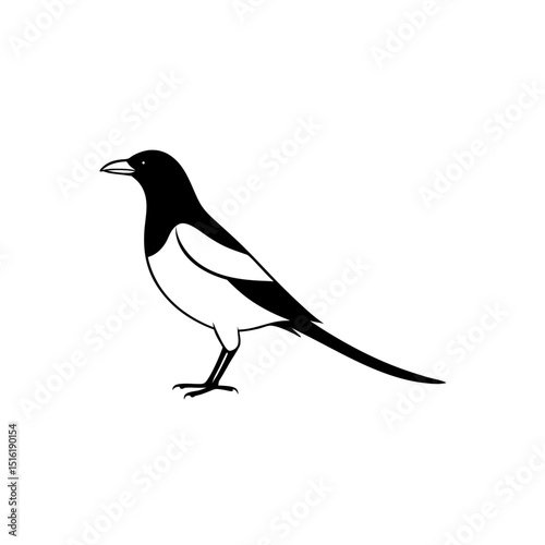 A Black And White Magpie A Smart And Noisy Bird On A Simple White Canvas