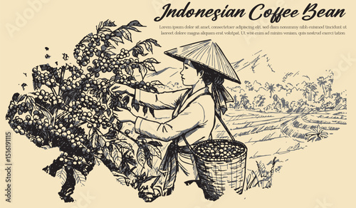 coffee harvest illustration 