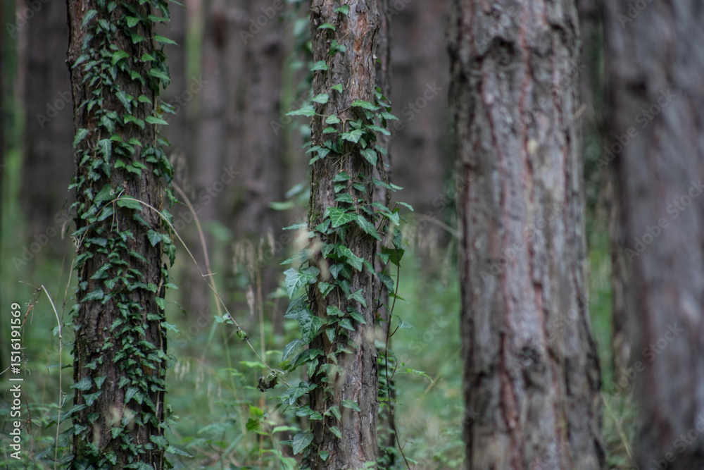 Obraz premium Forest landscape.Beautiful forest nature. Tall old pine trees. Summer sunny day.