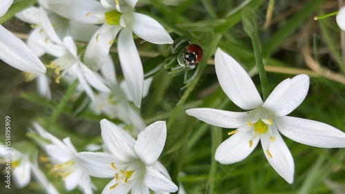 bee on a flower