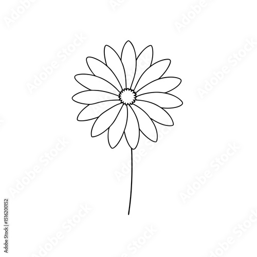 A Purple African Daisy Or Osteospermum Flower On An Isolated White Background