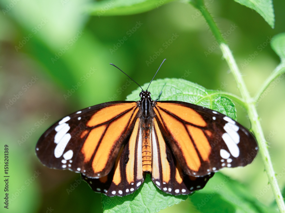 Naklejka premium チョウ スジグロカバマダラ