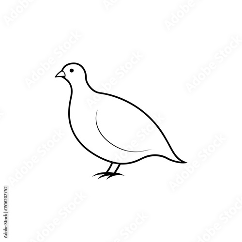 A Plump Partridge A Common Game Bird On An Isolated And White Surface