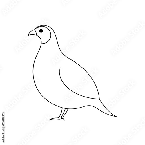 white dove isolated on white