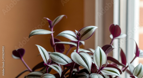 Wandering Jew Plant Close Up Captivating Indoor Foliage near Window