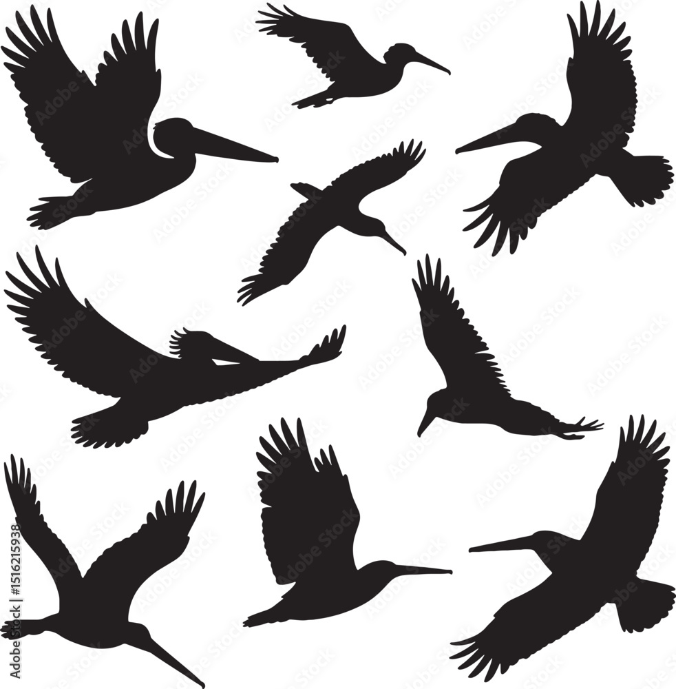Obraz premium Brown pelican birds flying silhouettes collection