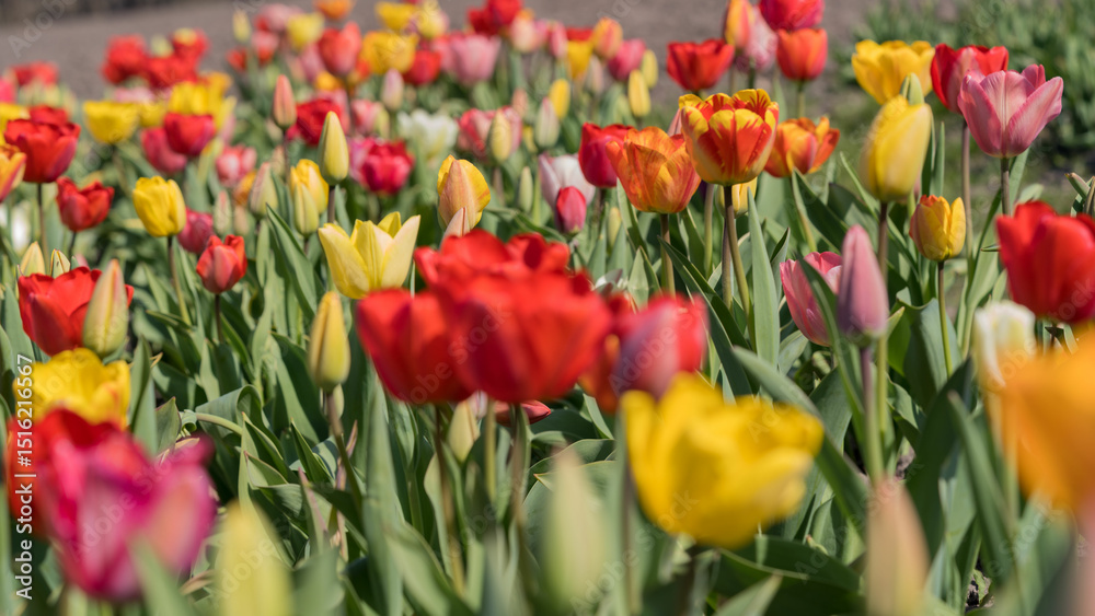 Fototapeta premium Tulpenfeld