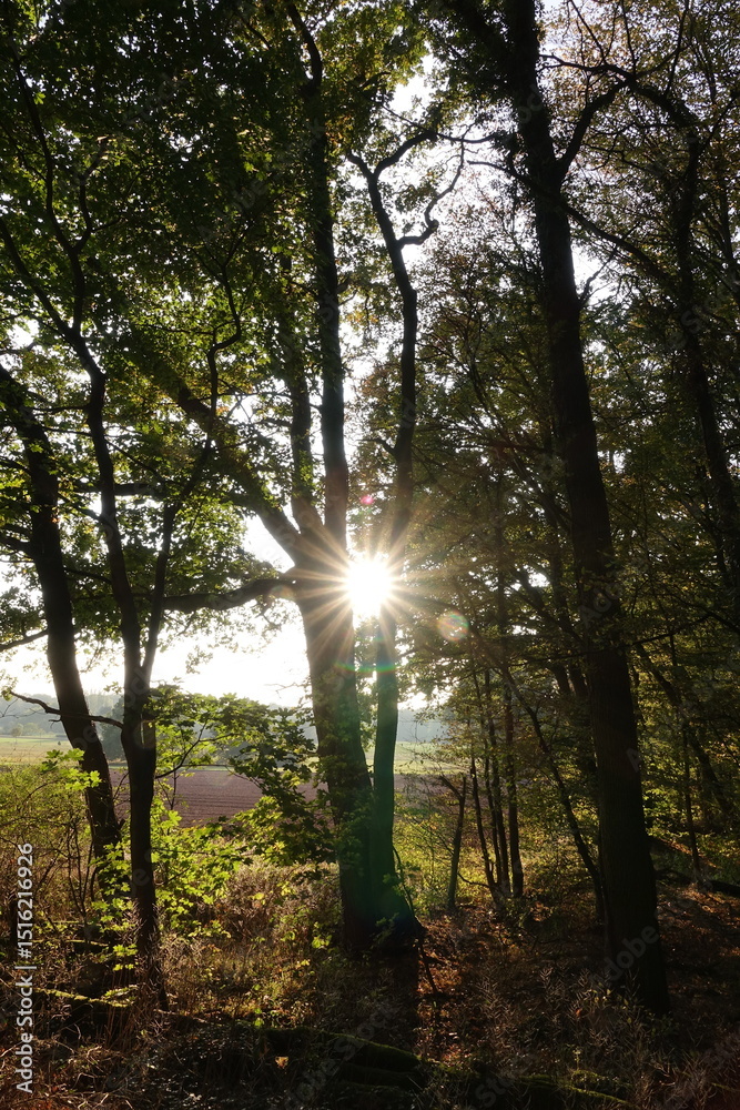 Fototapeta premium Wald mit Sonne