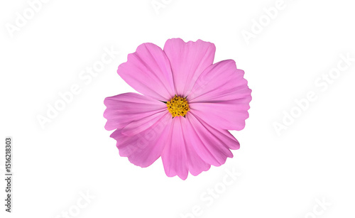Isolated pink cosmos flower head with transparent background.