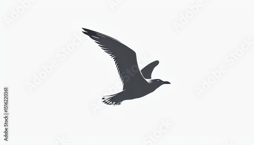 flying seagull silhouette on white background, bird silhouette in flight, minimal seagull illustration