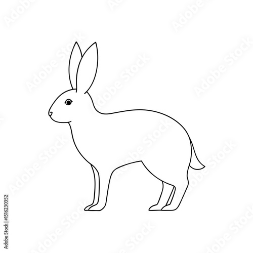 Tehuantepec Jackrabbit on White Background Wild Hare Illustration