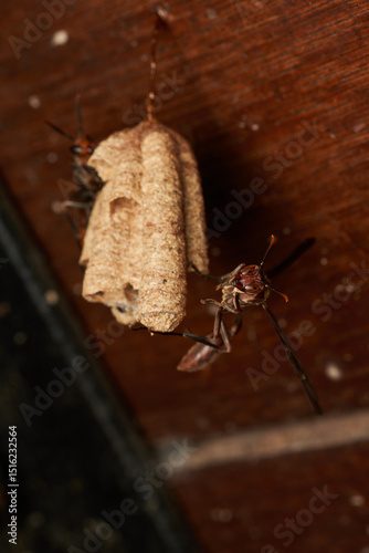 closeup view of social wasps building nest