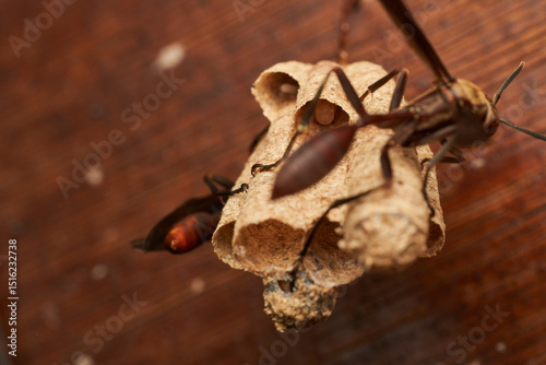 closeup view of social wasps building nest