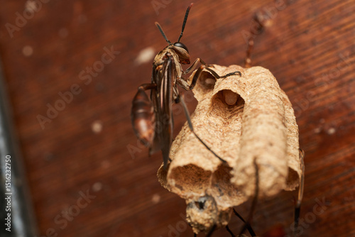 macro shot of wasps constructing nest structure