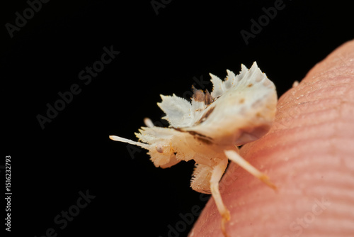 macro shot of phymatinae on yellow flower