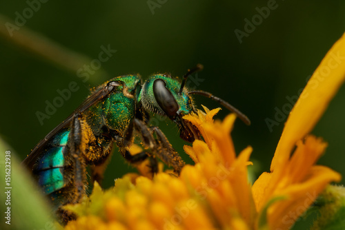 closeup of augochlorini bee on blossom
