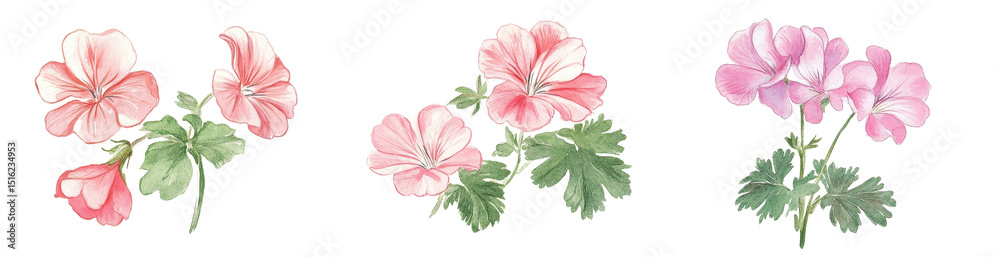 Obraz premium Watercolor Geranium Flowers, Four Stems, Isolated on Transparent Background, Botanical Illustration, Floral Design, Geranium, Watercolor, Floral