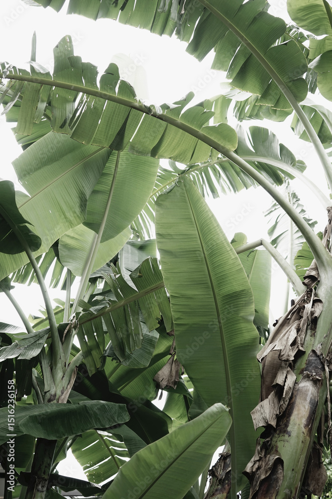 Fototapeta Tropical organic natural green leafy botanic white sky neutral texture abstract background