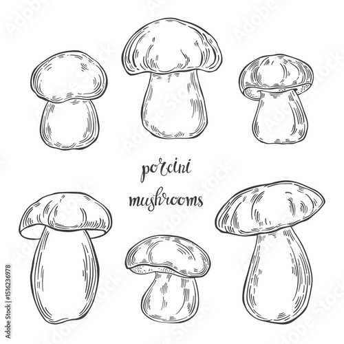 Porcini mushrooms. Hand drawn isolated vector illustrations. Line art. For packaging design, advertising, menus, magazines, recipes.