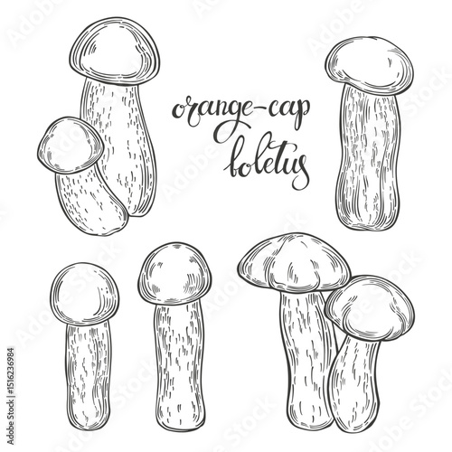 Mushrooms, orange-cap boletus. Hand drawn isolated vector illustrations. Line art. For packaging design, advertising, menus, magazines, recipes.