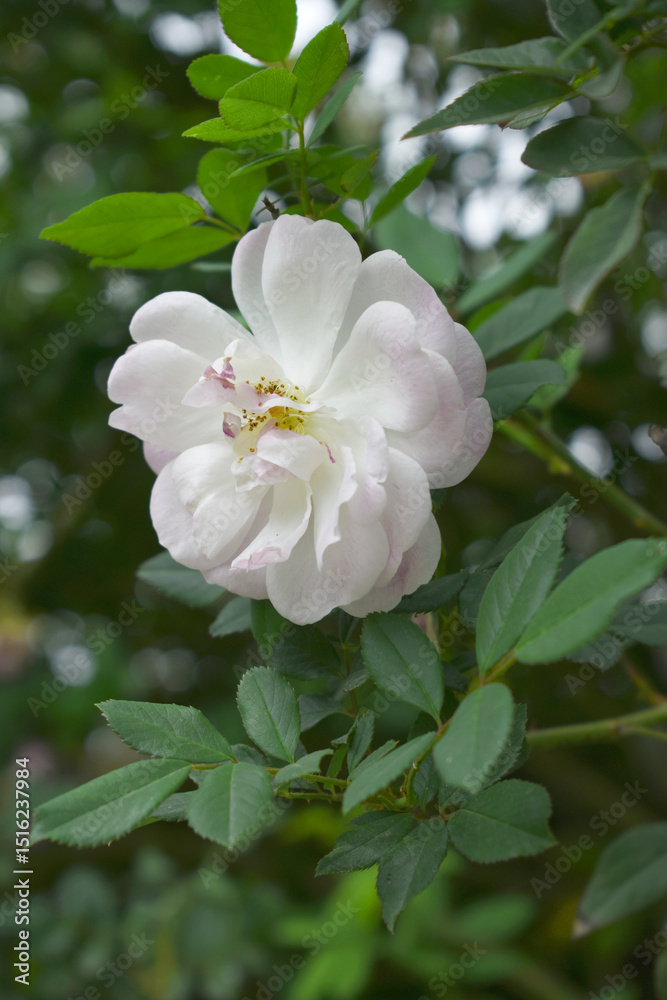 Obraz premium Rosa great maiden's blush white flower, Spring Flowering white Flower Heads on an Old English Rose (Rosa 'Great Maiden's Blush) with leaves, white double Alba rose Maiden's Blush flowers in a garden