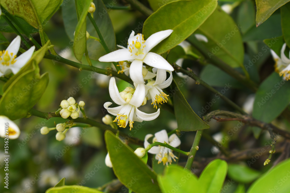 Fototapeta premium Blossoming orange tree flowers, orange blossoms, Spring harvest, closeup of Orange tree branches with flowers and leaves, buds and leaves, white little flower closeup, Chakwal, Punjab, Pakistan