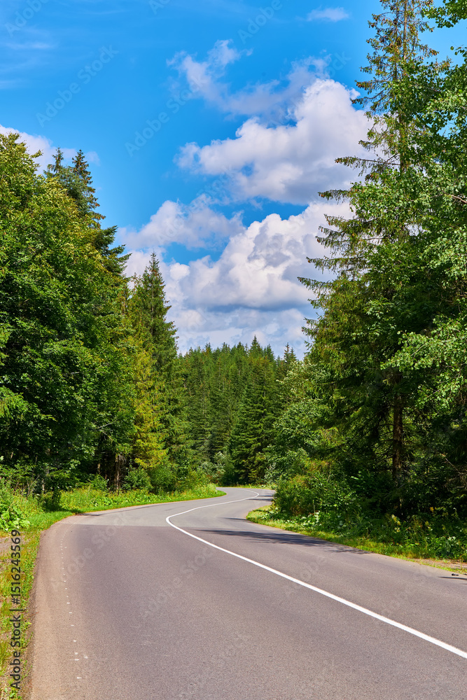 Fototapeta premium Curving Road Through Evergreen Forest
